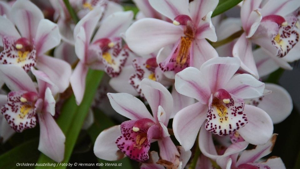 Orchideen Ausstellung / Foto by © Hermann Kolb Vienna. at 