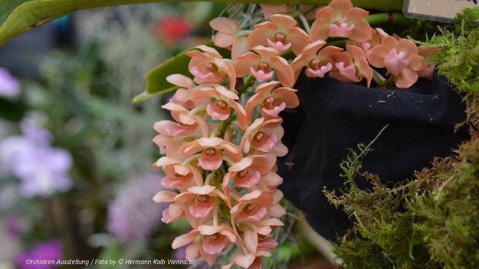 Orchideen Ausstellung / Foto by © Hermann Kolb Vienna. at 