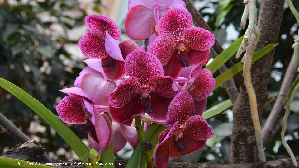 Orchideen Ausstellung / Foto by © Hermann Kolb Vienna. at 