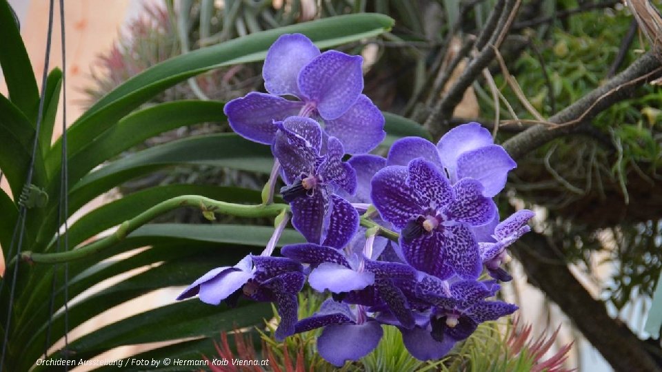 Orchideen Ausstellung / Foto by © Hermann Kolb Vienna. at 