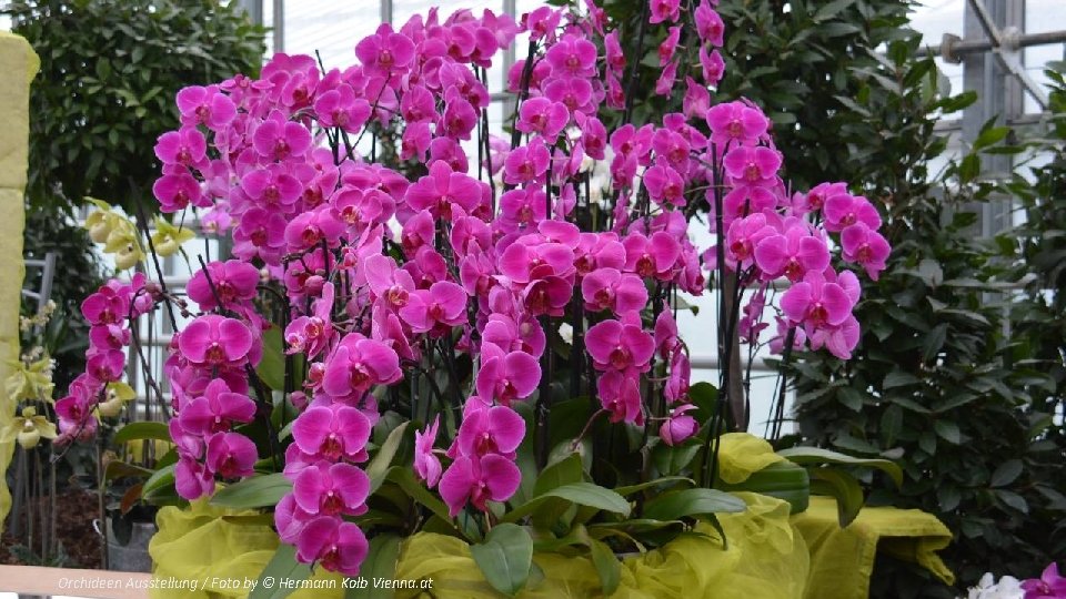 Orchideen Ausstellung / Foto by © Hermann Kolb Vienna. at 