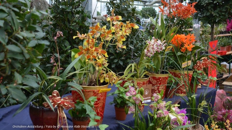 Orchideen Ausstellung / Foto by © Hermann Kolb Vienna. at 