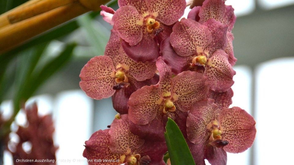Orchideen Ausstellung / Foto by © Hermann Kolb Vienna. at 