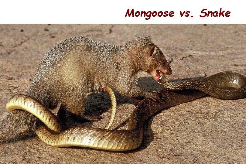 Mongoose vs. Snake 84 