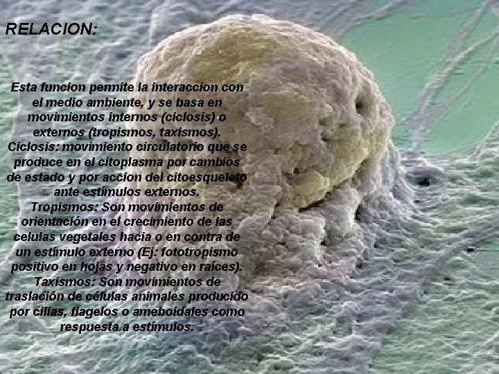 RELACION: Esta funcion permite la interaccion con el medio ambiente, y se basa en