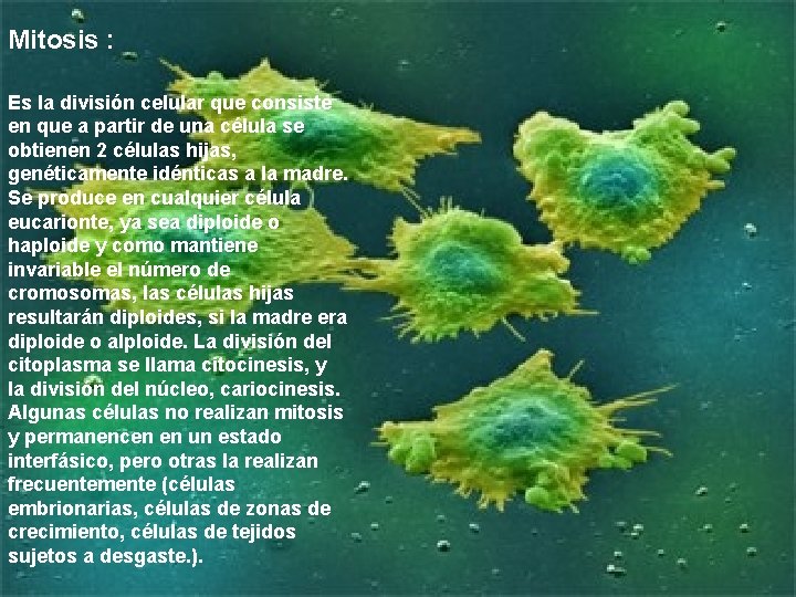 Mitosis : Es la división celular que consiste en que a partir de una