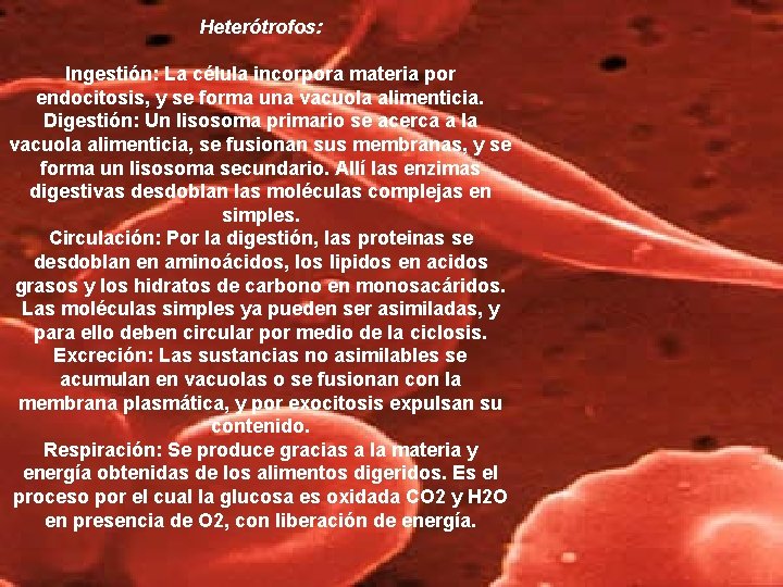 Heterótrofos: Ingestión: La célula incorpora materia por endocitosis, y se forma una vacuola alimenticia.