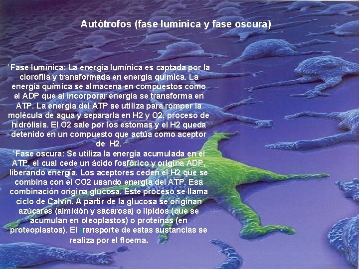 Autótrofos (fase luminica y fase oscura) *Fase lumínica: La energía lumínica es captada por