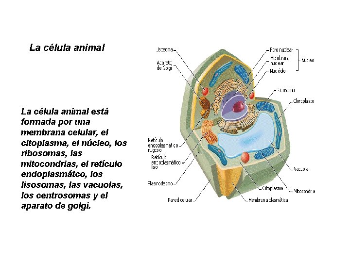 La célula animal está formada por una membrana celular, el citoplasma, el núcleo, los