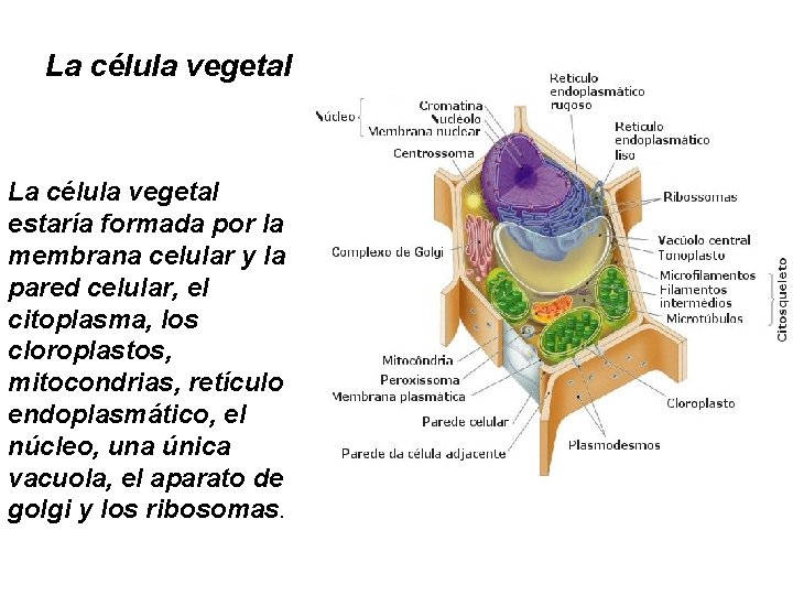 La célula vegetal estaría formada por la membrana celular y la pared celular, el