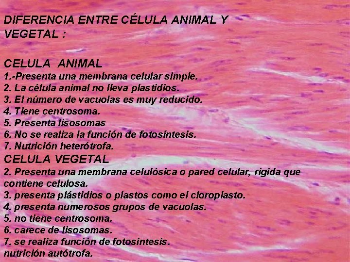 DIFERENCIA ENTRE CÉLULA ANIMAL Y VEGETAL : CELULA ANIMAL 1. -Presenta una membrana celular