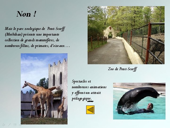 Non ! Mais le parc zoologique de Pont-Scorff (Morbihan) présente une importante collection de