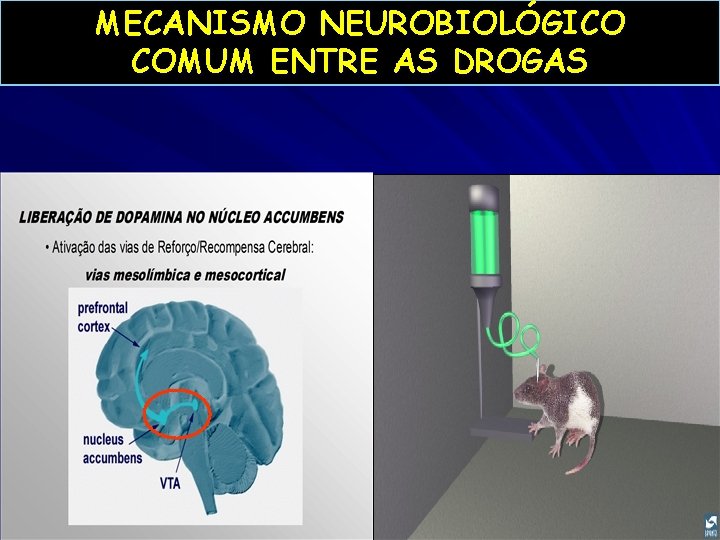 MECANISMO NEUROBIOLÓGICO COMUM ENTRE AS DROGAS 