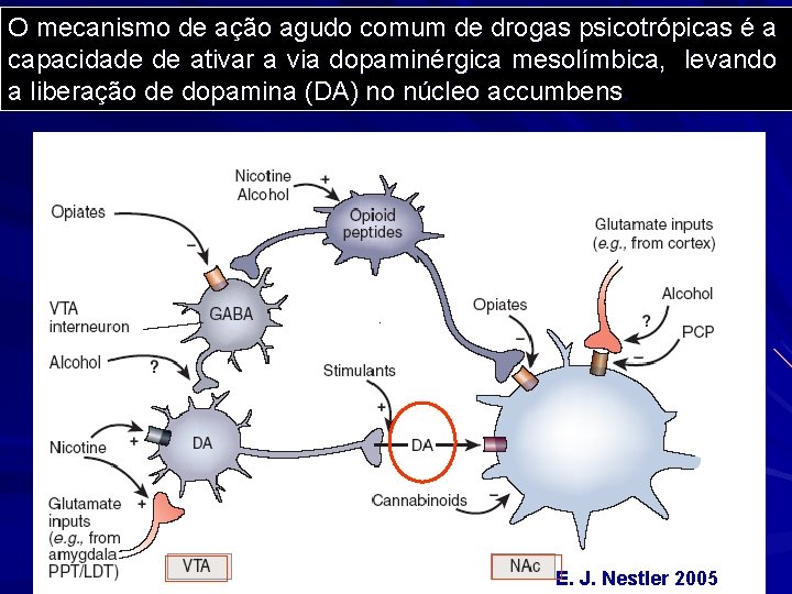 O mecanismo de ação agudo comum de drogas psicotrópicas é a capacidade de ativar