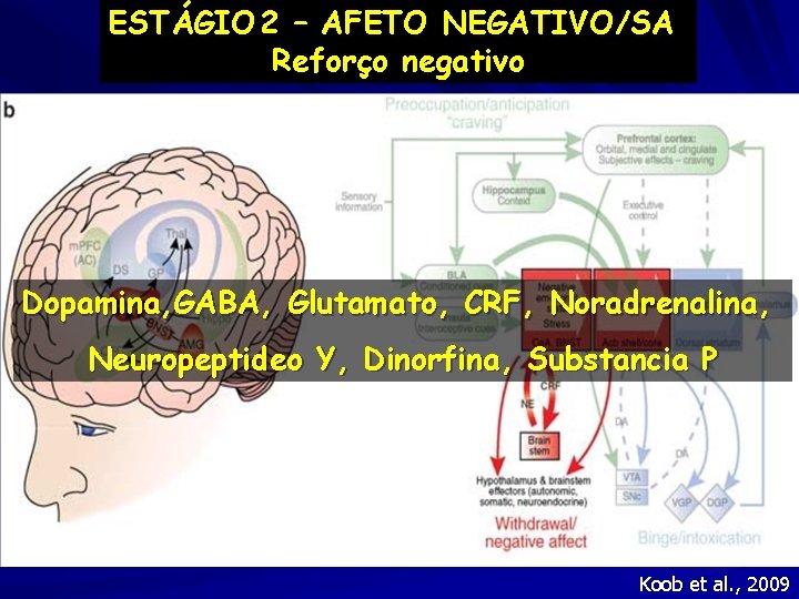 ESTÁGIO 2 – AFETO NEGATIVO/SA Reforço negativo Dopamina, GABA, Glutamato, CRF, Noradrenalina, Neuropeptideo Y,