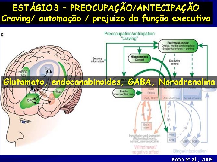 ESTÁGIO 3 – PREOCUPAÇÃO/ANTECIPAÇÃO Craving/ automação / prejuizo da função executiva Glutamato, endocanabinoides, GABA,