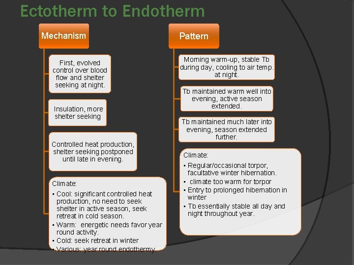 Ectotherm to Endotherm Mechanism First, evolved control over blood flow and shelter seeking at