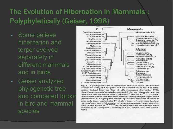 The Evolution of Hibernation in Mammals : Polyphyletically (Geiser, 1998) Some believe hibernation and