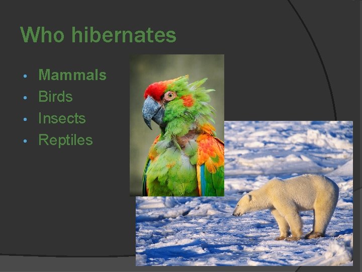 Who hibernates Mammals • Birds • Insects • Reptiles • 