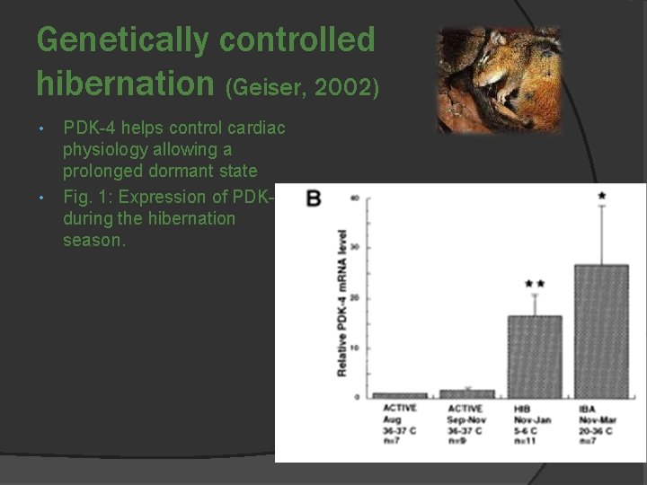 Genetically controlled hibernation (Geiser, 2002) • • PDK-4 helps control cardiac physiology allowing a