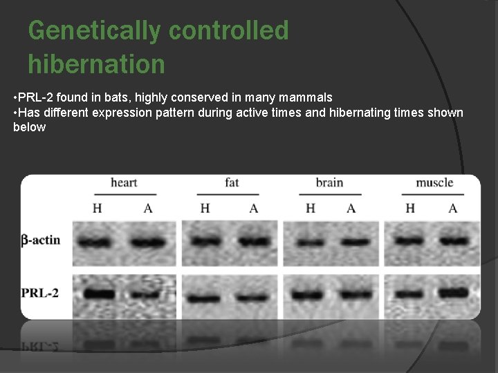 Genetically controlled hibernation • PRL-2 found in bats, highly conserved in many mammals •