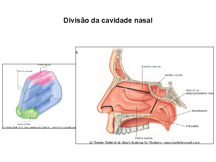 Divisão da cavidade nasal 