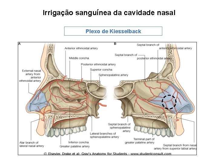 Irrigação sanguínea da cavidade nasal Plexo de Kiesselback 
