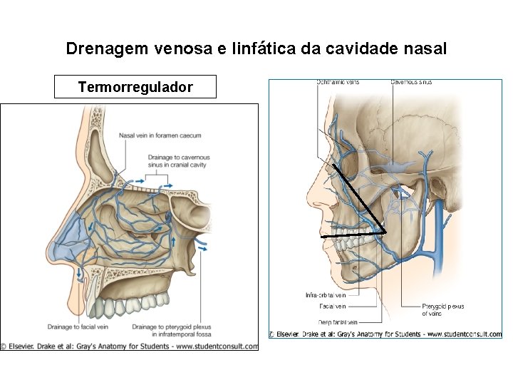 Drenagem venosa e linfática da cavidade nasal Termorregulador 