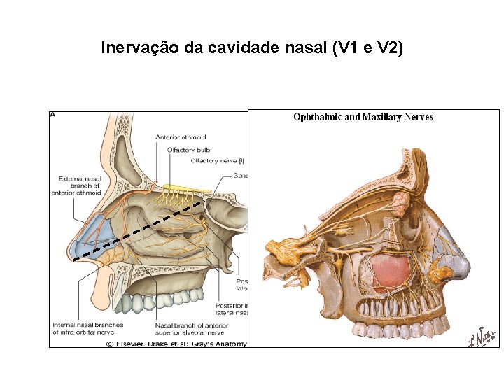 Inervação da cavidade nasal (V 1 e V 2) 