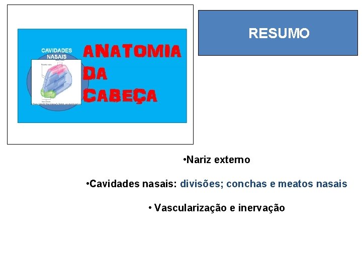 RESUMO • Nariz externo • Cavidades nasais: divisões; conchas e meatos nasais • Vascularização