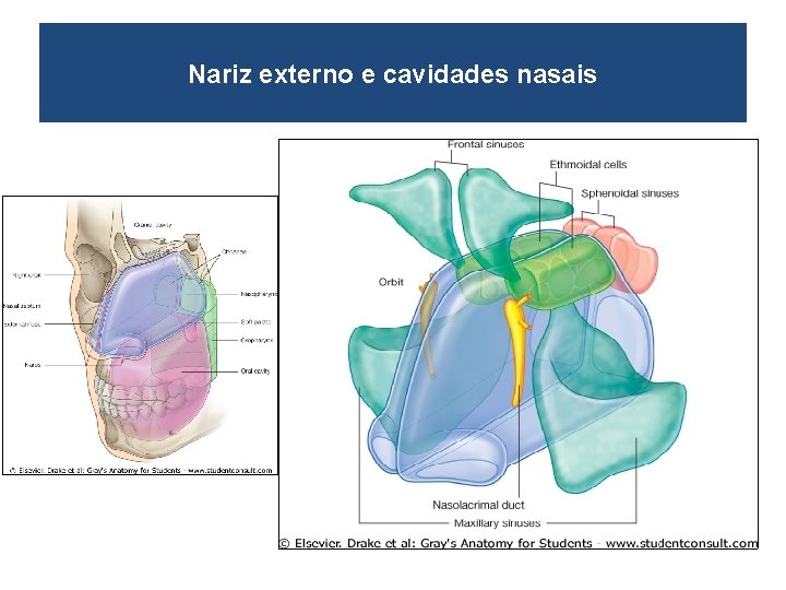 Nariz externo e cavidades nasais 