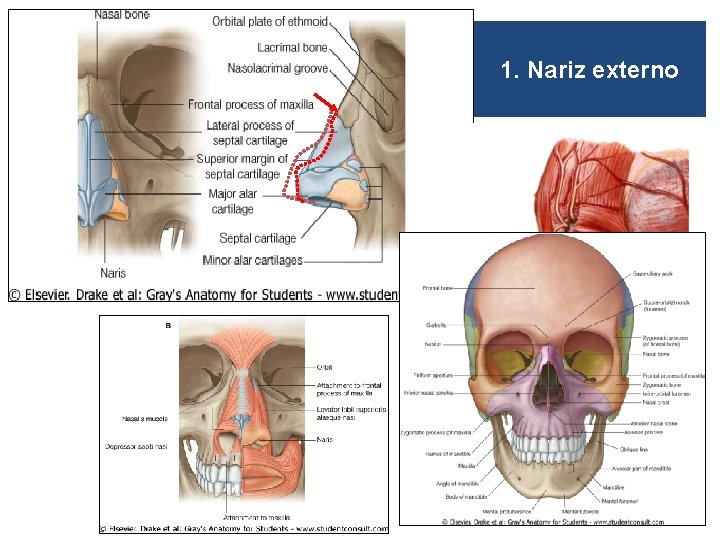 1. Nariz externo 