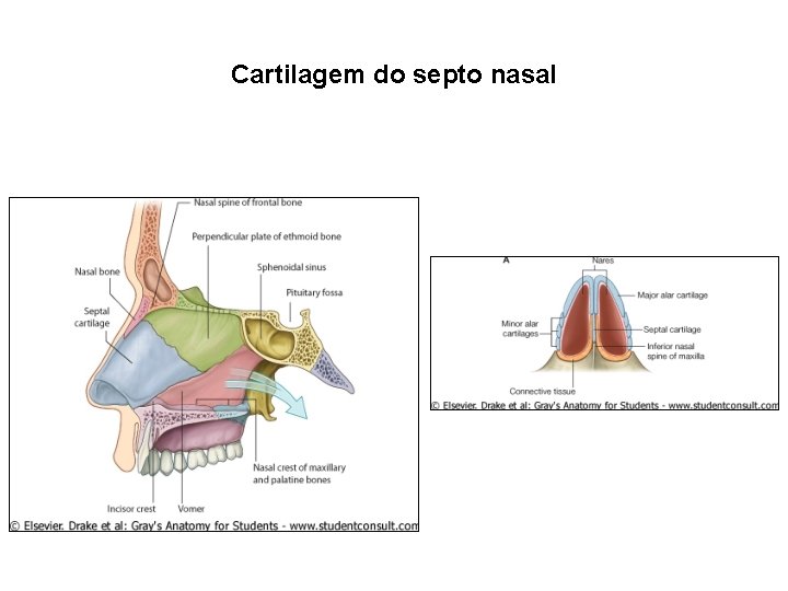Cartilagem do septo nasal 