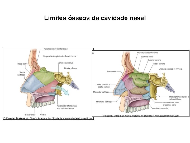 Limites ósseos da cavidade nasal 