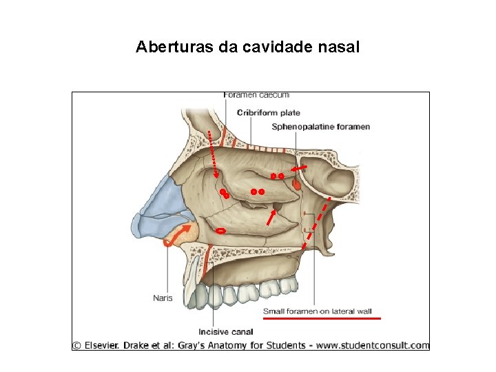 Aberturas da cavidade nasal 