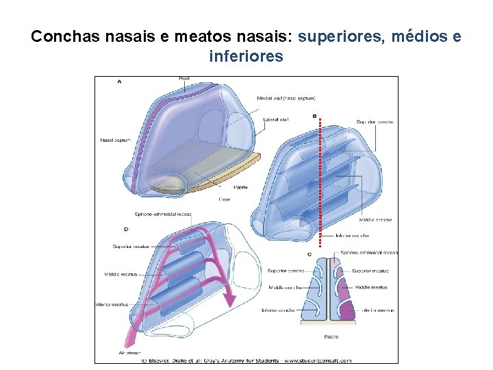 Conchas nasais e meatos nasais: superiores, médios e inferiores 
