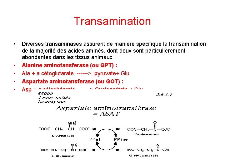 Transamination • • • Diverses transaminases assurent de manière spécifique la transamination de la