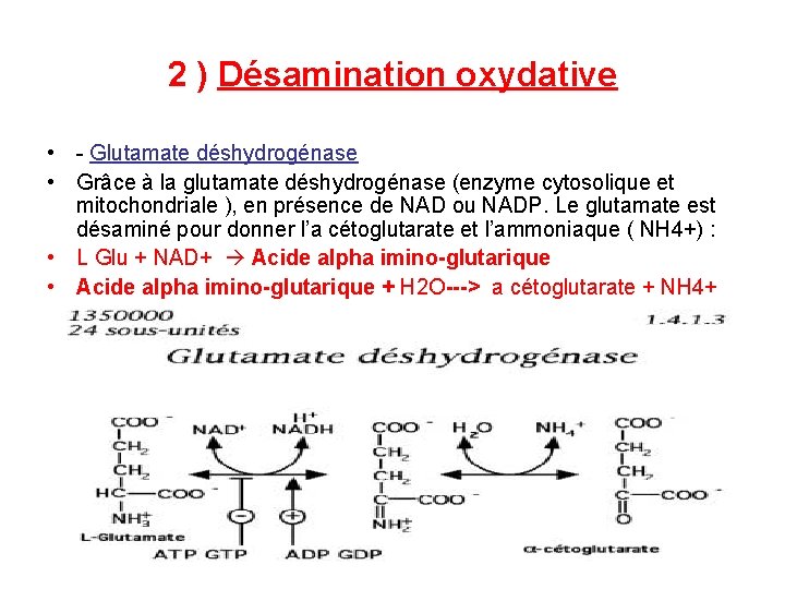 2 ) Désamination oxydative • Glutamate déshydrogénase • Grâce à la glutamate déshydrogénase (enzyme