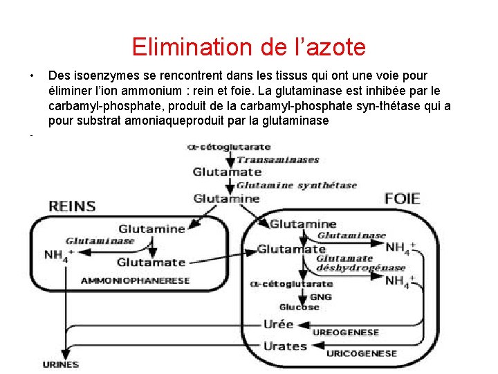 Elimination de l’azote • Des isoenzymes se rencontrent dans les tissus qui ont une