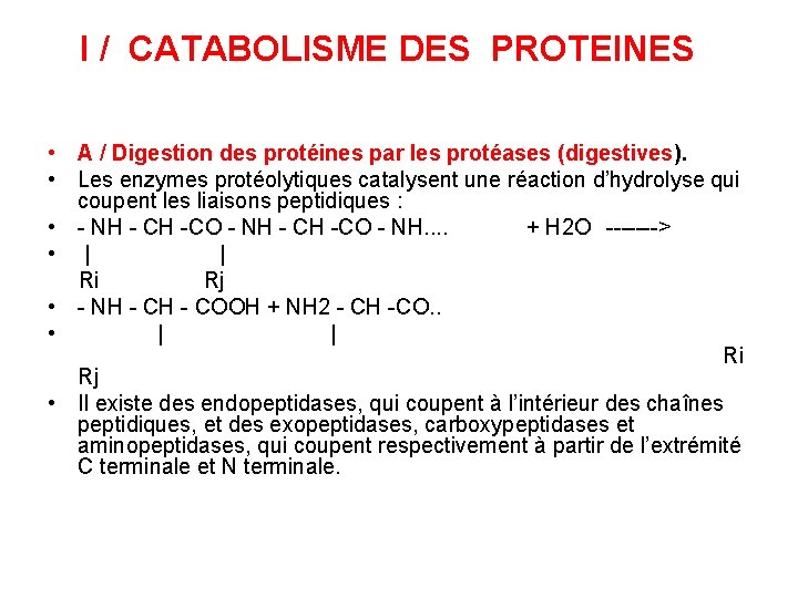 I / CATABOLISME DES PROTEINES • A / Digestion des protéines par les protéases