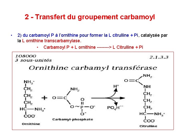 2 Transfert du groupement carbamoyl • 2) du carbamoyl P à l’ornithine pour former