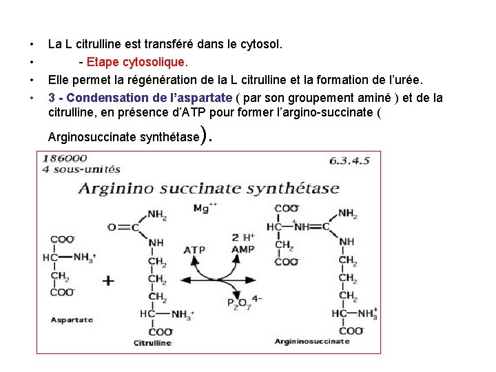  • • La L citrulline est transféré dans le cytosol. Etape cytosolique. Elle