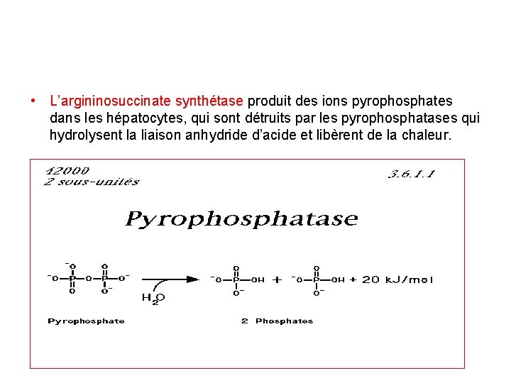  • L’argininosuccinate synthétase produit des ions pyrophosphates dans les hépatocytes, qui sont détruits