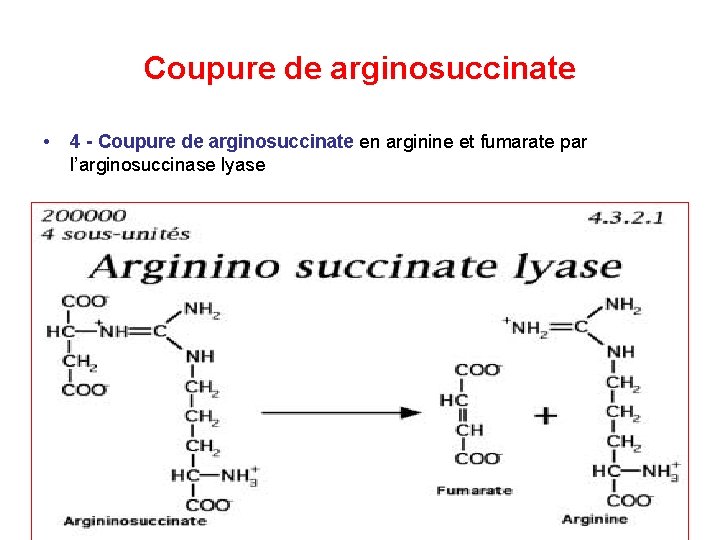 Coupure de arginosuccinate • 4 Coupure de arginosuccinate en arginine et fumarate par l’arginosuccinase