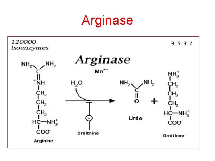 Arginase 