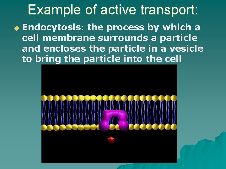 Example of active transport: u Endocytosis: the process by which a cell membrane surrounds
