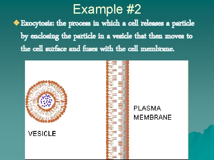 Example #2 u Exocytosis: the process in which a cell releases a particle by