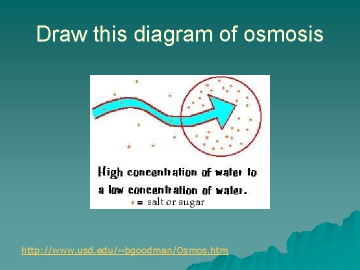 Draw this diagram of osmosis http: //www. usd. edu/~bgoodman/Osmos. htm 