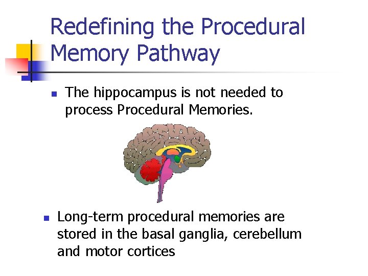 Redefining the Procedural Memory Pathway n n The hippocampus is not needed to process