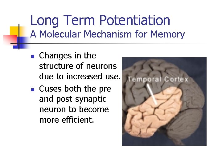 Long Term Potentiation A Molecular Mechanism for Memory n n Changes in the structure